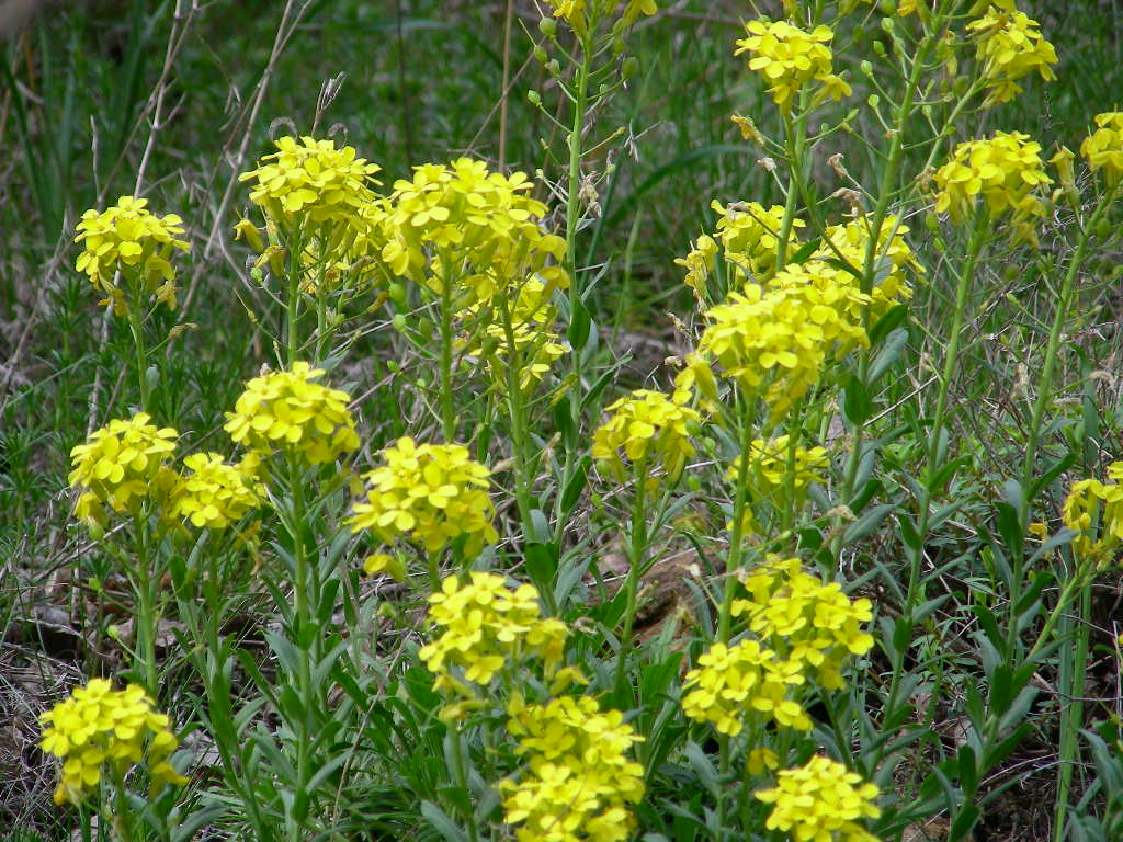 Alyssoides utriculata / Vesicaria maggiore